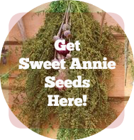plant sweet annie - love, home and health