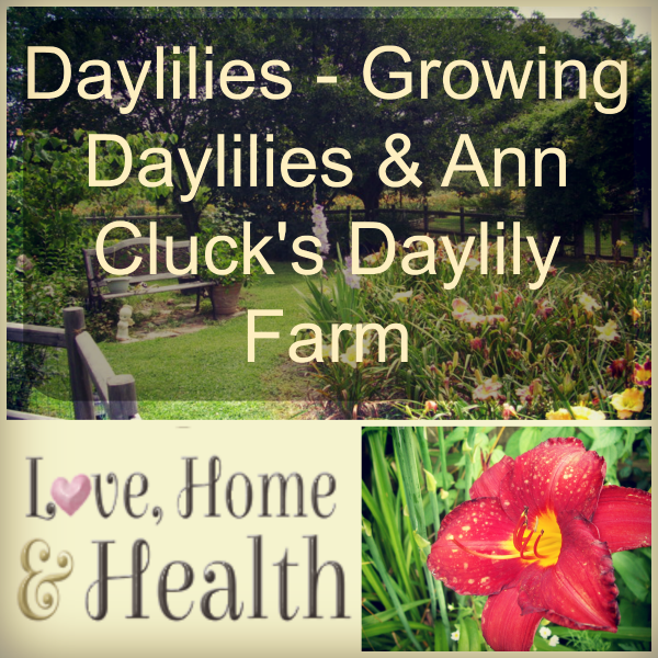 "Daylilies - Love, Home and Health"