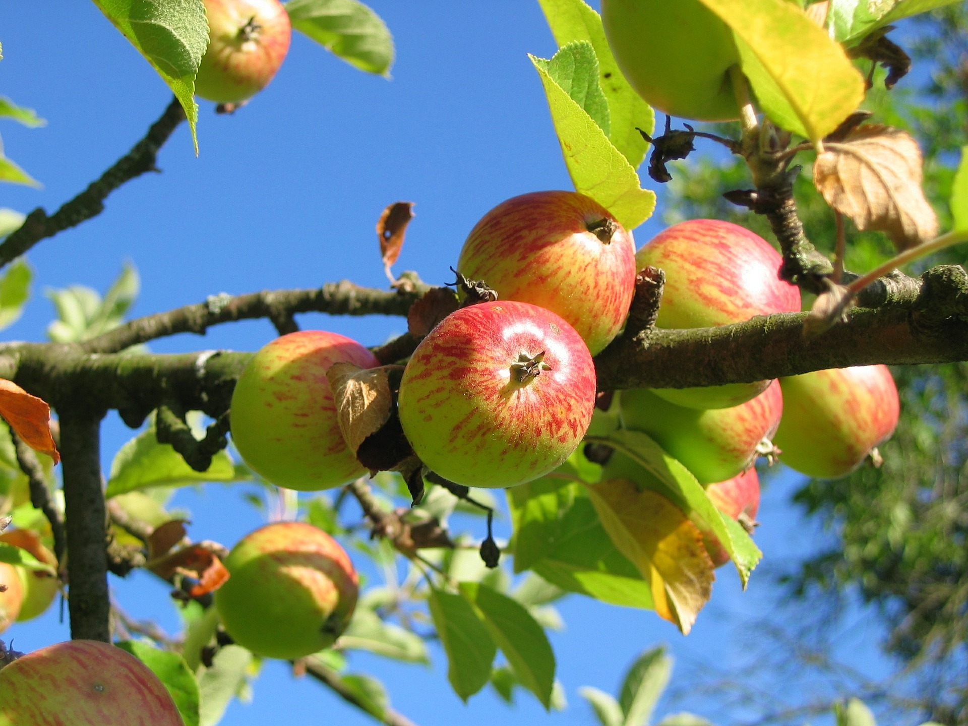 Apple Cider Vinegar: Said To Be Nature’s Most Perfect Food