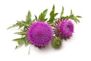 Milk Thistle