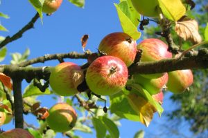 Apple Cider Vinegar: Said To Be Nature's Most Perfect Food