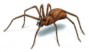 Brown Recluse Spider