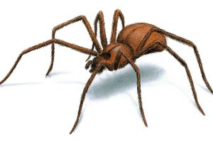 Brown Recluse Spider